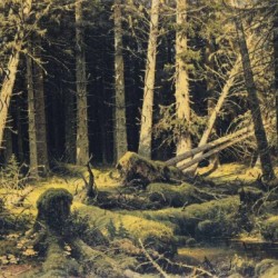 Wind Fallen Trees